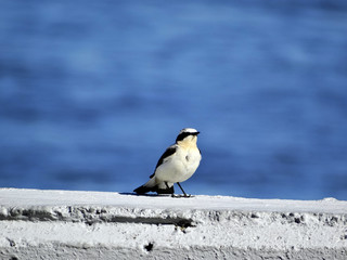 Little grey bird