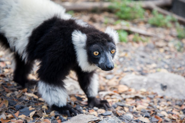 Black-and-white ruffed lemur