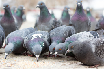 Obraz premium Gray doves close-up, pecking grains off the ground