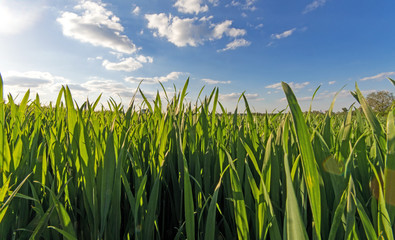 Frühlings-Hintergrund: Grünes Gras mit blauem Himmel :)