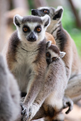 Lemur