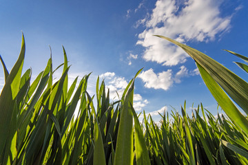 Frühlings-Hintergrund: Grünes Gras mit blauem Himmel :)