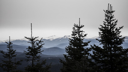 Snowy mountain peaks among the trees