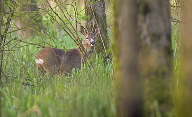 European roe deer buck between tall grass in forest looking towards camera.