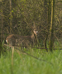 European roe deer buck in forest behind bushes looking towards camera.