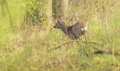 European roe deer buck roaming through bushes.