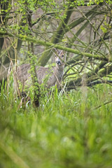 European roe deer covered behind bushes in forest.