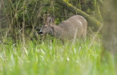 Grazing european roe deer buck in spring forest.
