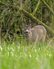 Naklejka na ściany i meble Alert european roe deer buck in forest looking towards camera.