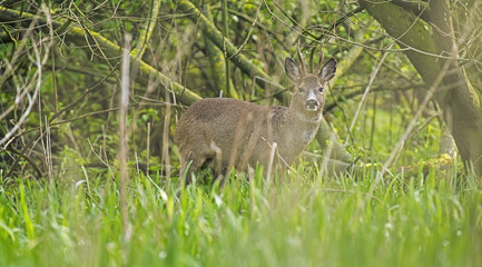 Alert european roe deer buck in forest looking towards camera.