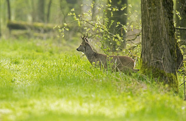 European roe deer buck coming out of forest crossing a path.