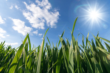 Fototapeta premium Frühlings-Hintergrund: Grünes Gras mit blauem Himmel :)