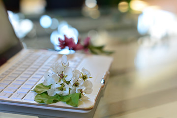 Obraz na płótnie Canvas cherry tree blossoms on white keyboard. Spring in office