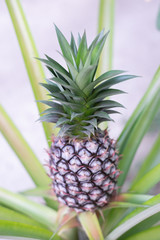 Pineapple growing on a tropical plant in thailand