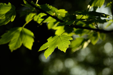 grüne Blätter im Sonnenlicht
