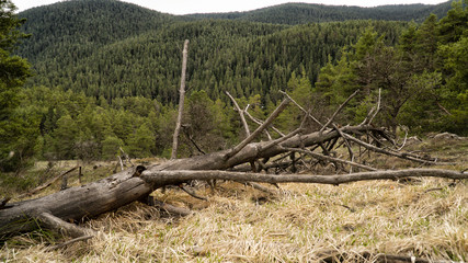 Fototapeta na wymiar dried up in the forest tree