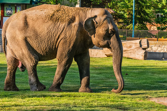 Elephant in zoo 