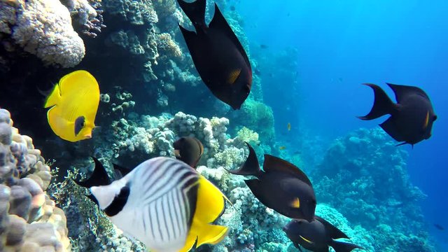 Coral reef. The marine life of tropical fish. Video under water.
