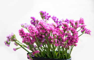 Fototapeta premium Fuchsia dry flower