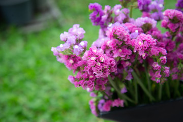 Obraz premium Fuchsia dry flower