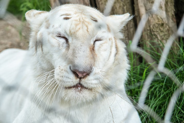 White Tiger in zoo 