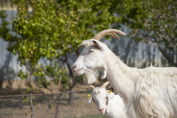 white goat with horn on farm
