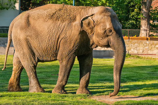 Elephant in zoo 