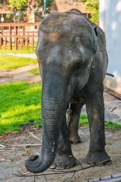 Elephant in zoo 