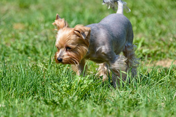 yorkshire terrier playing on green grass