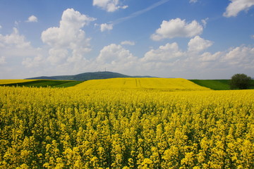 Pole pokryte kwitnącym rzepakiem, Góry Świętokrzyskie, Polska