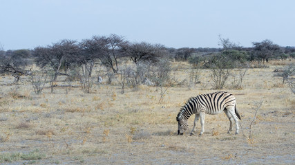 Fototapeta na wymiar Zèbre de Namibie