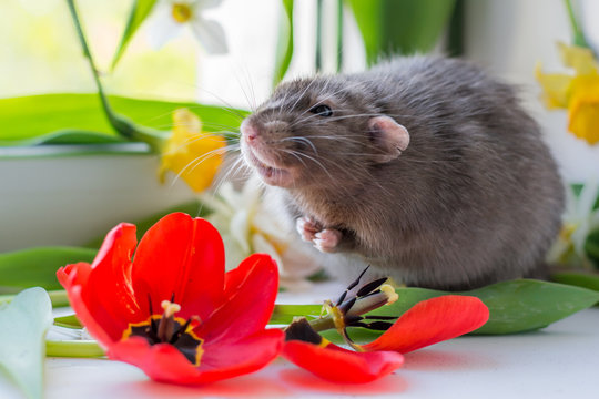 rat male in red tulips