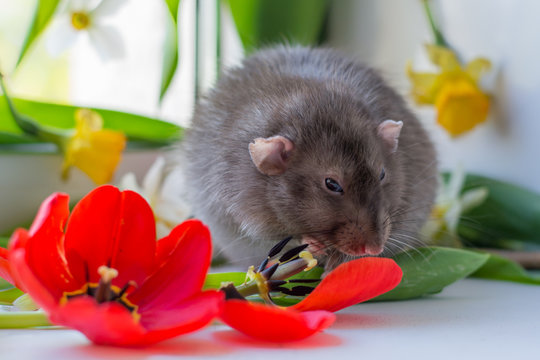male of a rat and tulips