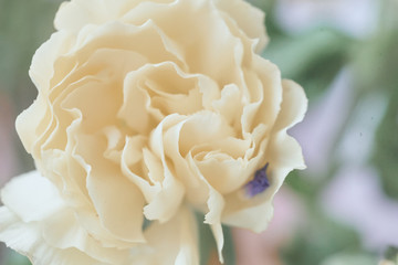 white pink flower macro