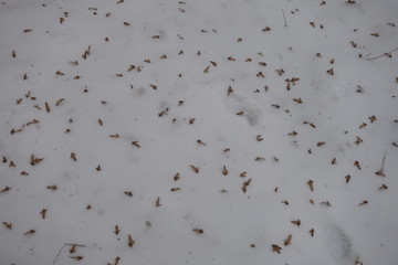 Small yellow leaves in the snow. Winter forest. Transcarpathia