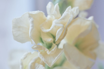 white pink flower macro