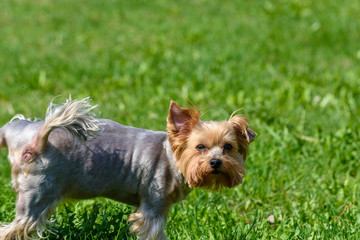 yorkshire terrier playing on green grass