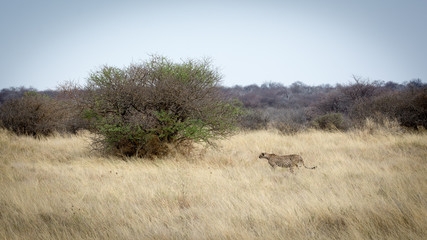 Fototapeta na wymiar Guépard de Namibie