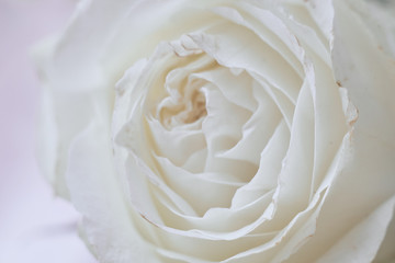 white pink flower macro