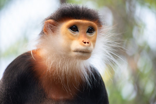Red-shanked douc
