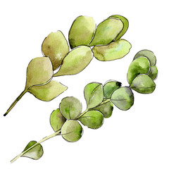 Green boxwood leaf. Leaf plant botanical garden floral foliage. Aquarelle leaf for background, texture, wrapper pattern, frame or border.