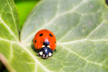 Ein kleiner roter schwarz gepunkteter Marienkäfer macht ein Schläfchen auf einem Efeublatt. Makroaufnahme.
