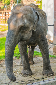 Elephant in zoo 