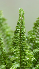 Fern leaves on a green background. Macro
