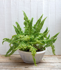 Leaves of fern on a white background. Macro