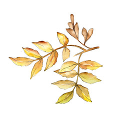 Ash leaves in a watercolor style isolated. Aquarelle leaf for background, texture, wrapper pattern, frame or border.