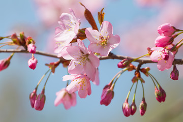 Beautiful cherry blossom sakura in spring time over blue sky.