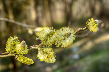 The furry buds of pussy willow. This is Eared willow (Salix aurita). Flowering willow close up.