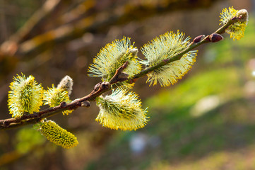 The furry buds of pussy willow. This is Eared willow (Salix aurita). Flowering willow close up.