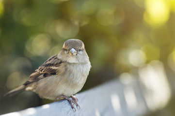 House sparrow standing on a bench in a park during the sunset. Blurred green bushes in the background.